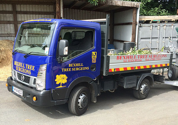 bexhill tree surgeons