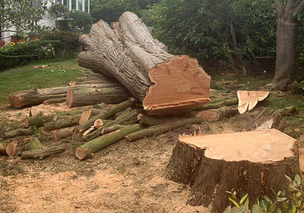 tree felling by bexhill tree surgeons