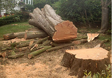 tree felling by bexhill tree surgeons