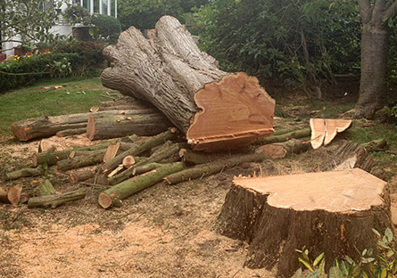 tree cutting by bexhill tree surgeons