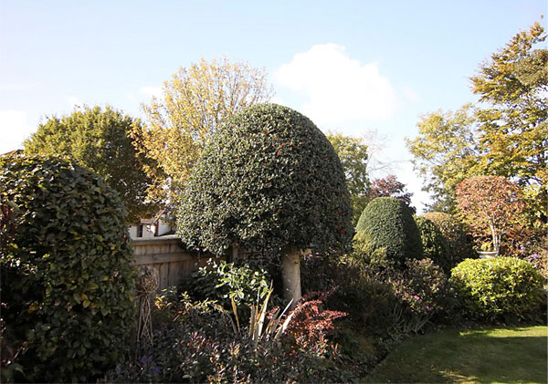 Hedge trimming by bexhill tree surgeons