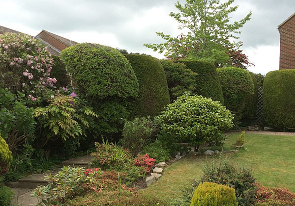 hedge thinning by bexhill tree surgeons
