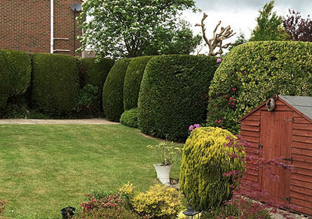 Hedge maintenance by bexhill tree surgeons