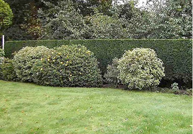 hedge thinning by bexhill tree surgeons