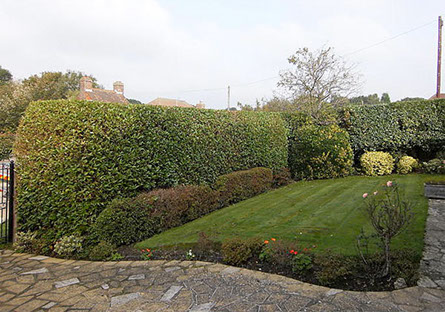 Hedge cutting by bexhill tree surgeons