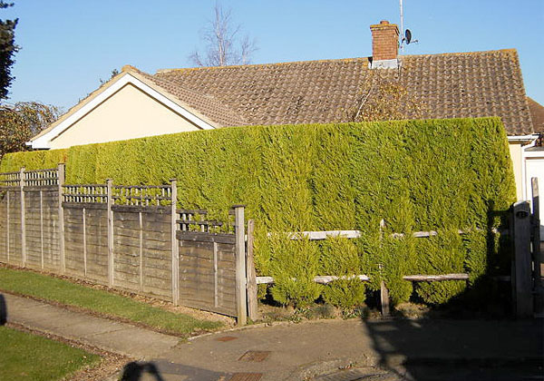 hedge trimming by bexhill tree surgeons