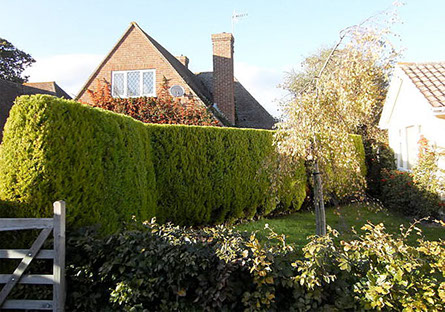 Hedge thinning by bexhill tree surgeons