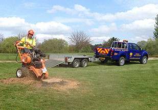 hedge trimming by bexhill tree surgeons