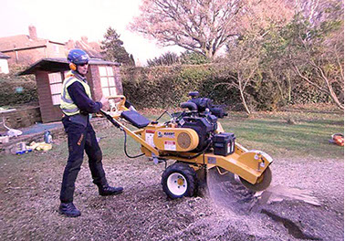 tree stump removal by bexhill tree surgeons