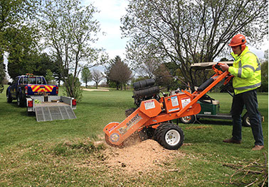 tree stump grinding and removal by bexhill tree surgeons