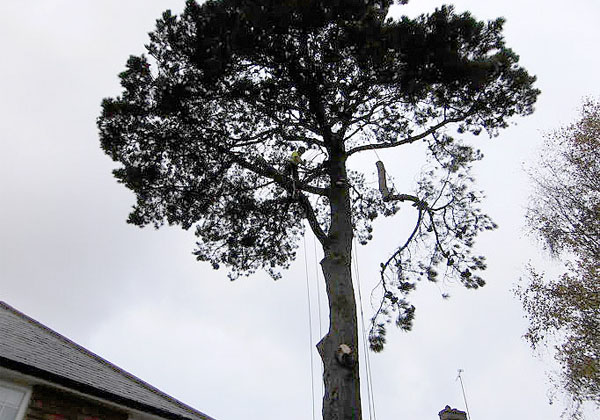 tree limb removal by bexhill tree surgeons