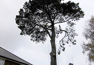 tree crown reduction by bexhill tree surgeons