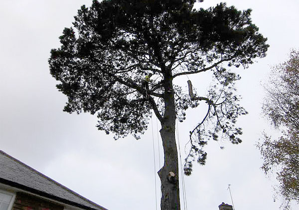 tree limb removal by bexhill tree surgeons