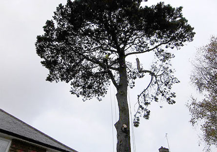 tree limb removal by bexhill tree surgeons