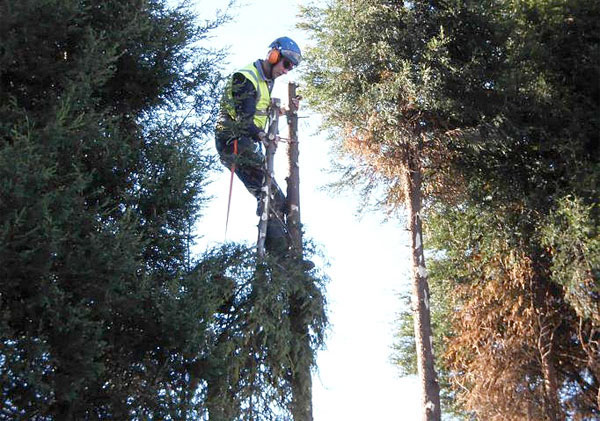 tree removal by bexhill tree surgeons