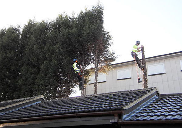 tree cutting down by bexhill tree surgeons