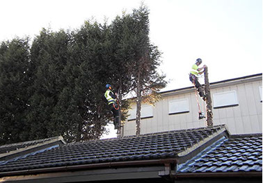 tree removal by bexhill tree surgeons
