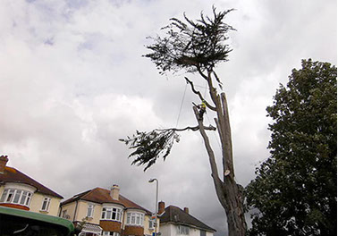 tree surgery by bexhill tree surgeons