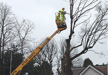 tree surgery by bexhill tree surgeons