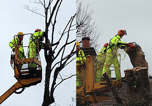 tree surgery by bexhill tree surgeons